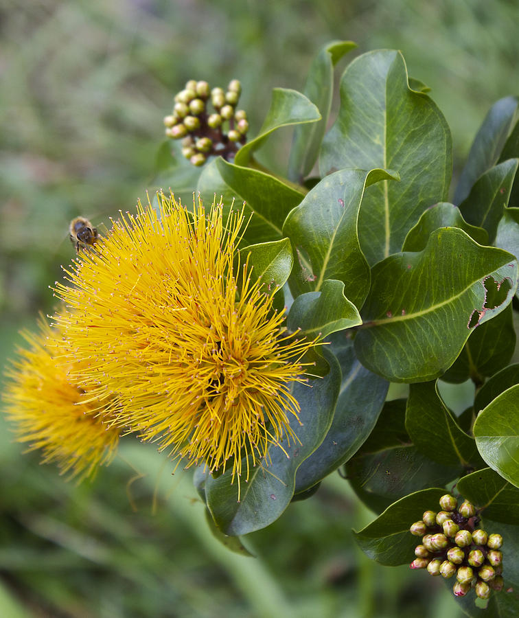 Yellow Lehua Blossom And Buds Photograph by Venetia Featherstone-Witty