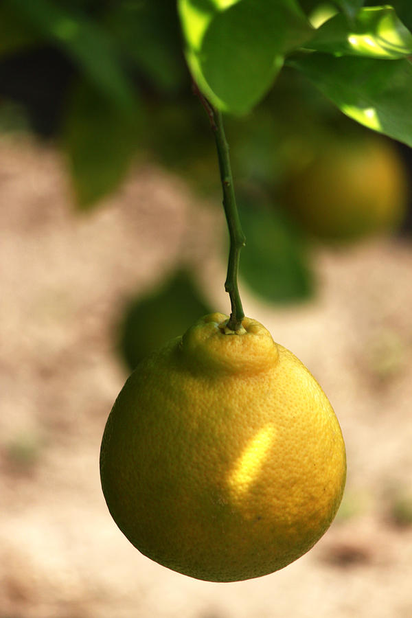 Yellow Lemon Photograph by Ivete Basso Photography