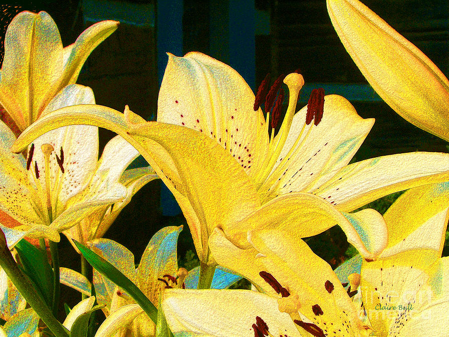 Yellow Lilies Photograph by Claire Bull