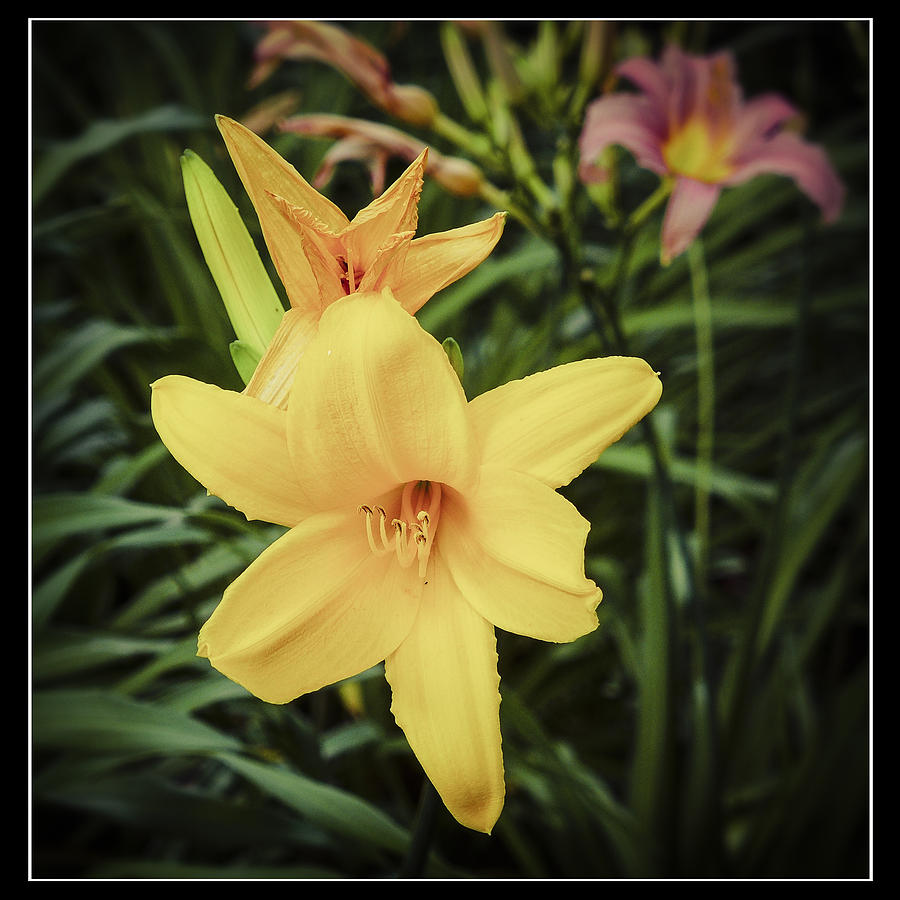 Yellow Lilies Photograph by Frank Winters