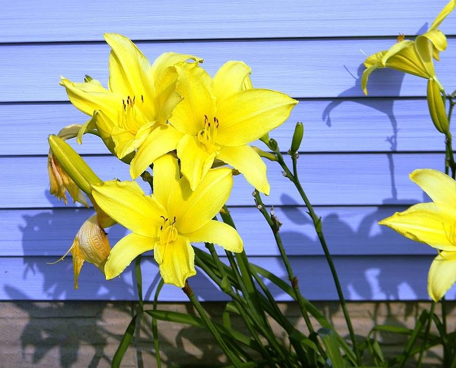 Yellow Lilies in July Photograph by Phil Strang