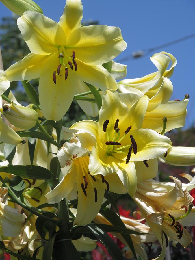 Yellow Lilies Of The Season Photograph by Alfred Ng