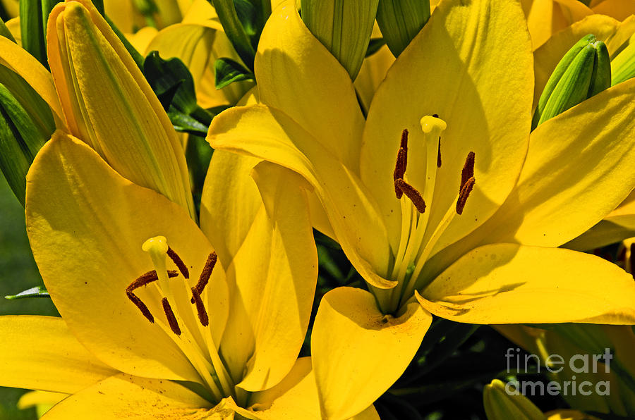 Yellow Lilies Photograph by Paul Mashburn