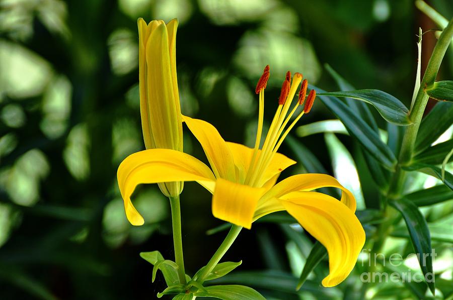 Yellow Lilies Photograph by Phillip Garcia