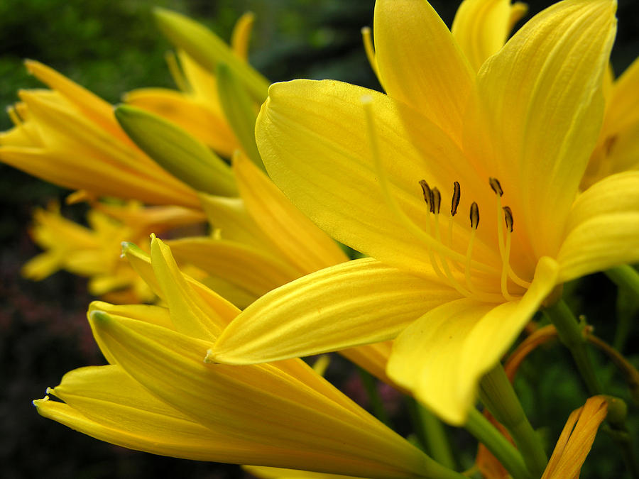 Yellow Lilies Photograph by Robert Lozen