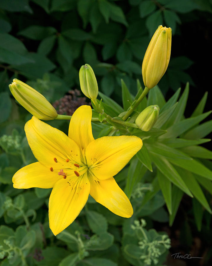 Yellow Lilies Photograph by Theo OConnor