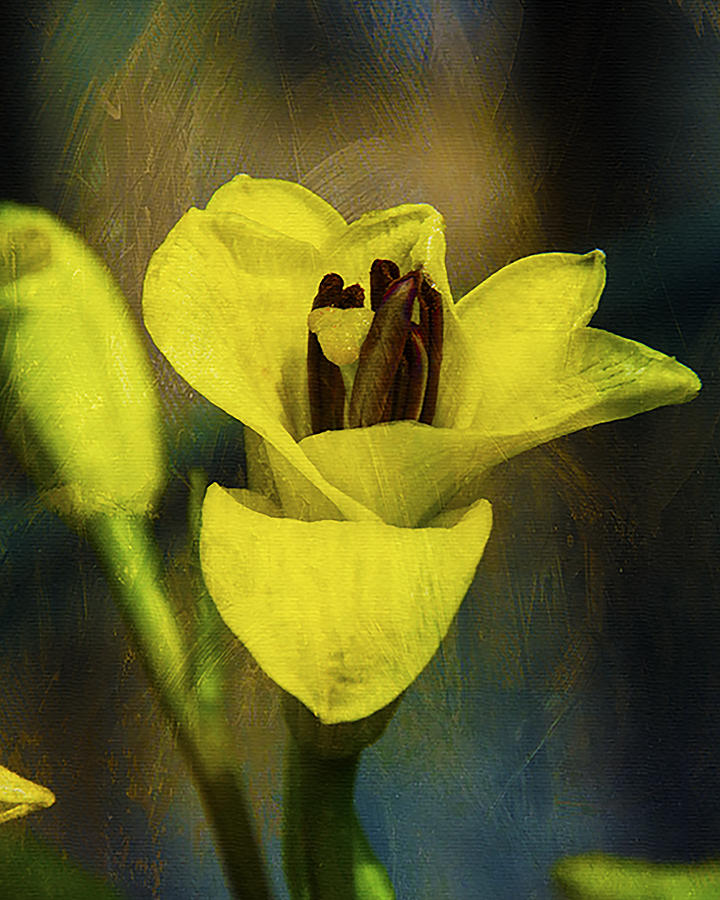 Yellow Lilly  Photograph by Dave Sandt