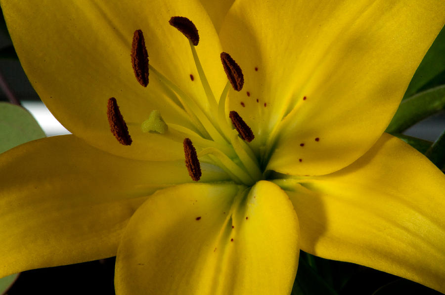Yellow Lilly Photograph by Eric Rundle