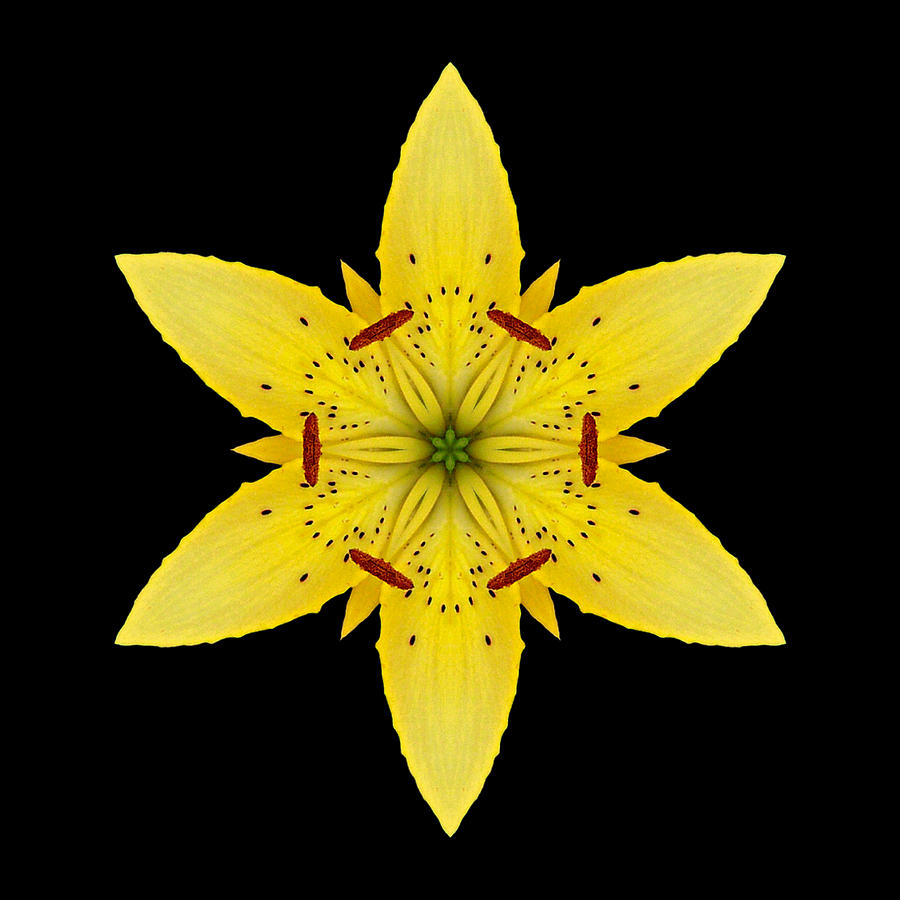 Yellow Lily I Flower Mandala Photograph by David J Bookbinder