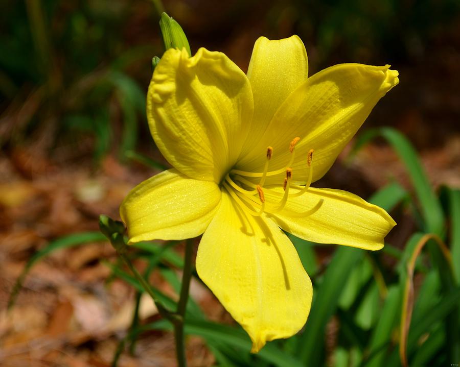 Yellow Lilly Photograph by Jeff at JSJ Photography