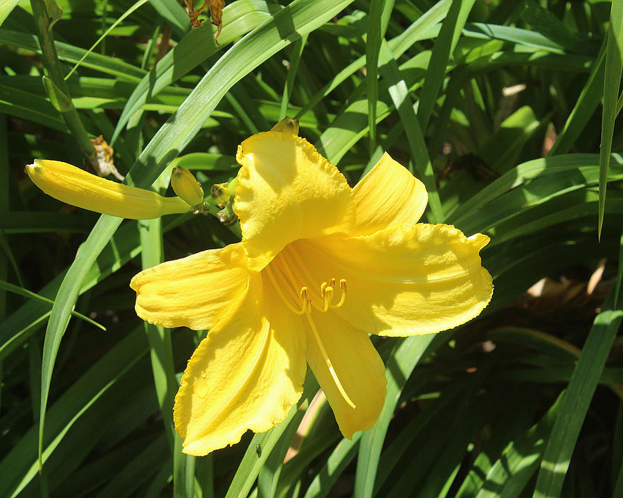 Yellow Lilly Photograph by Joanne Rungaitis | Fine Art America