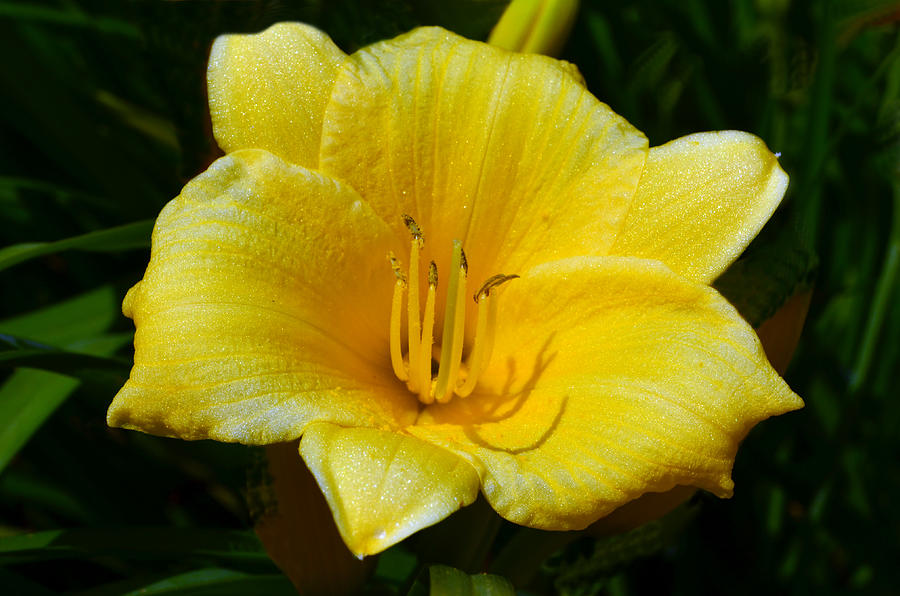 Yellow Lily 2 Photograph by Sandi OReilly