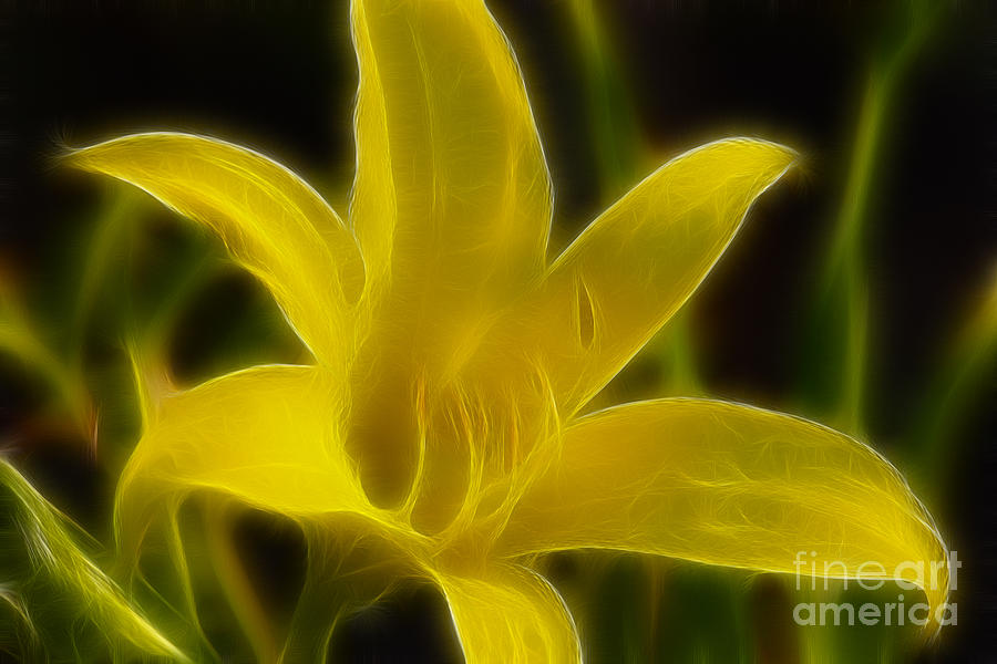 Flower Photograph - Yellow Lily 6015 by Gary Gingrich Galleries