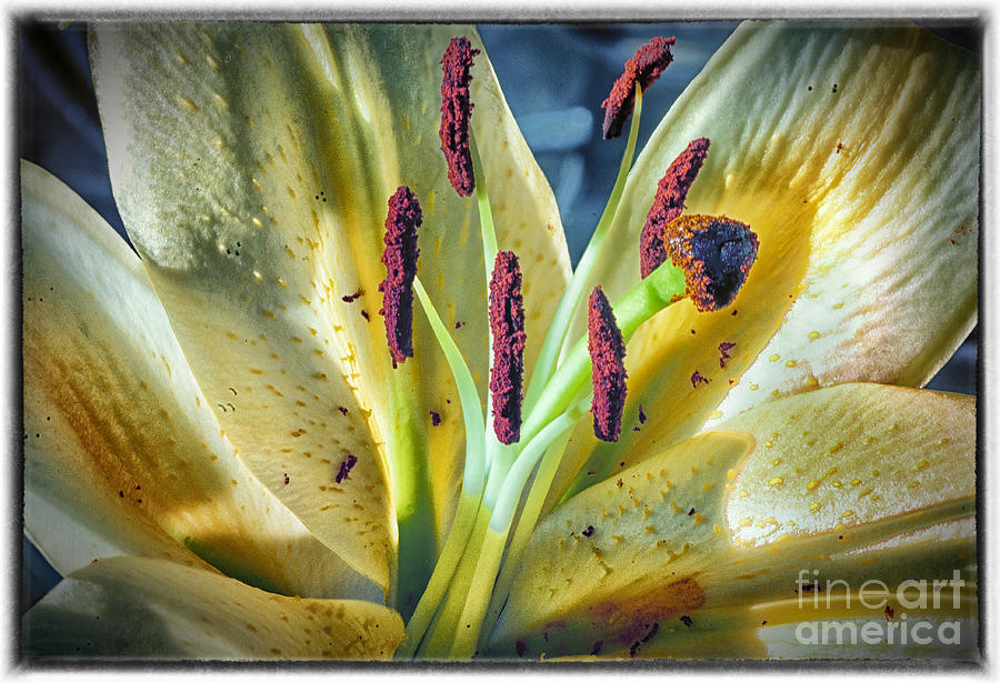 Yellow Lily Photograph by Barry Weiss