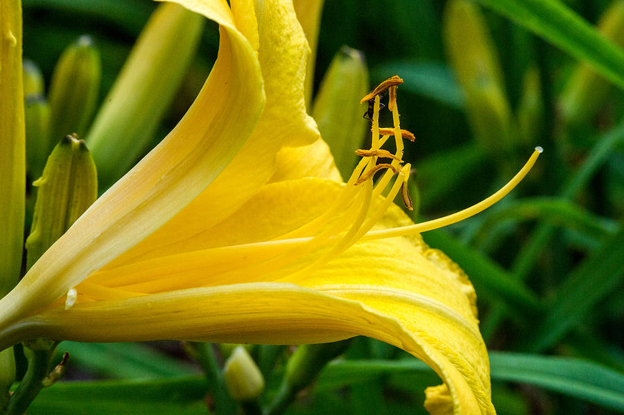 Yellow Lily Cut Away 2 Photograph