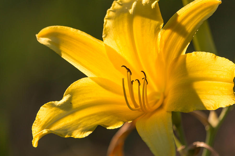 Yellow Lily Photograph by Ester McGuire