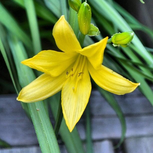Summer Photograph - Yellow Lily by Eve Tamminen