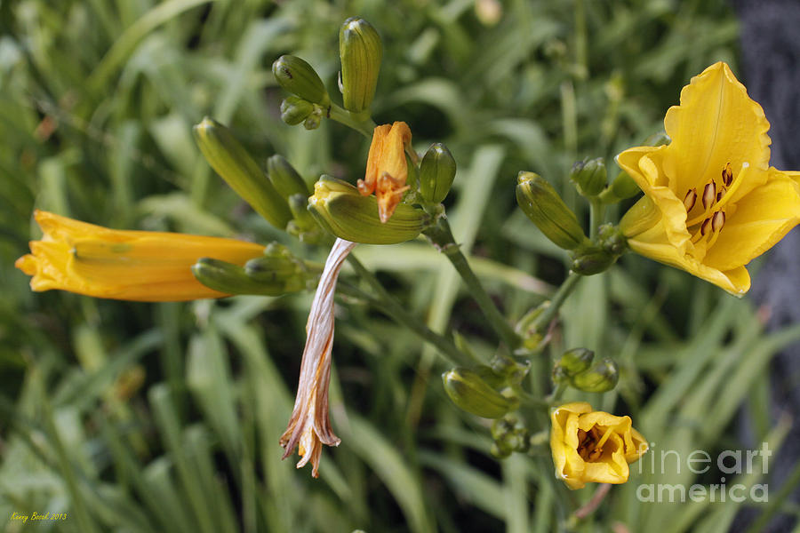 Yellow Lily Flowers Photograph by Kenny Bosak