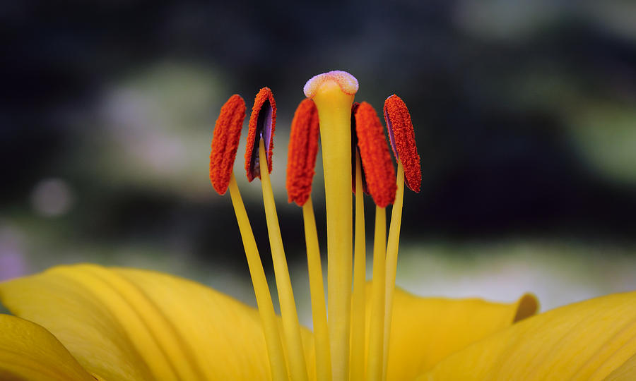 Yellow Lily Photograph by Glenn DiPaola