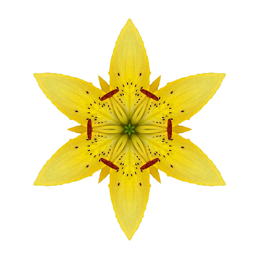 Yellow Lily I Flower Mandala White Photograph by David J Bookbinder