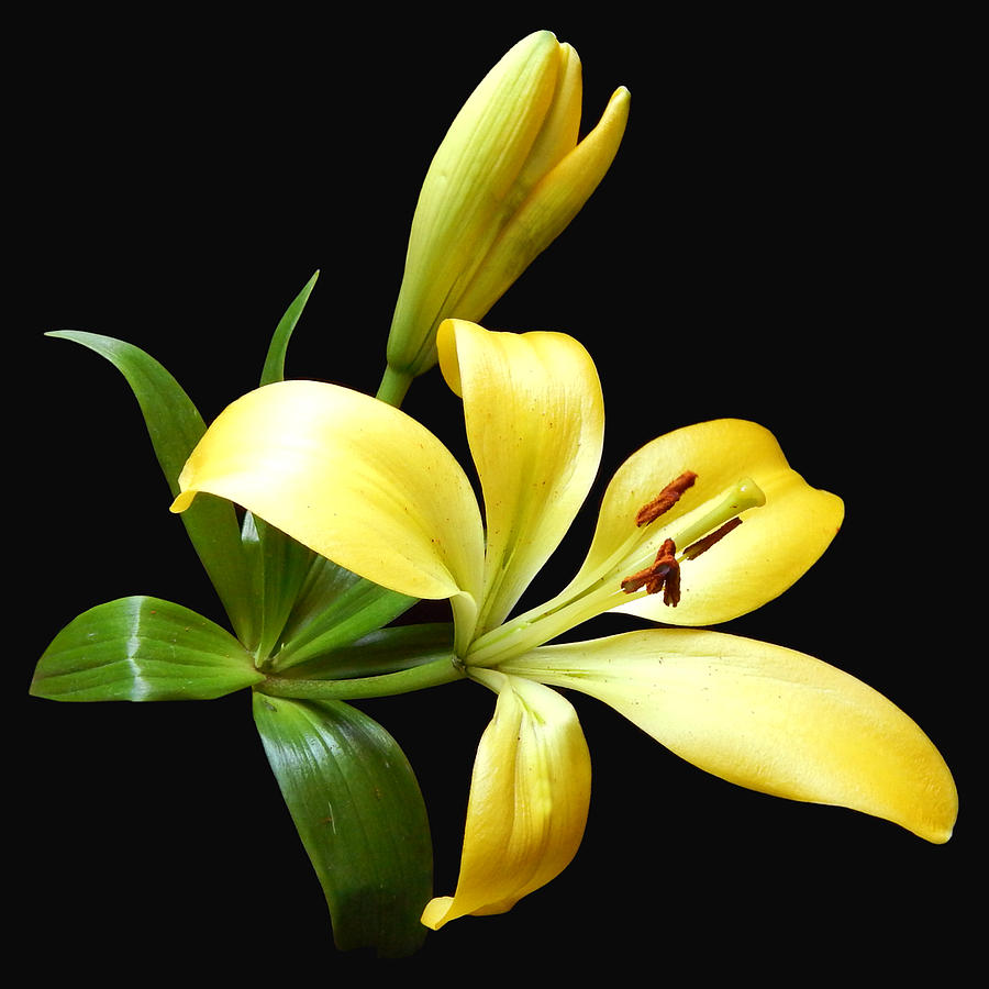 Yellow Lily I Still Life Flower Art Poster Photograph by Lily Malor