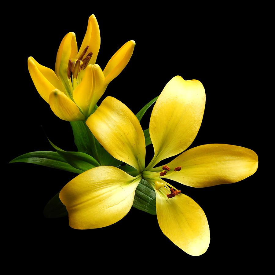 Yellow Lily II Still Life Flower Art Poster Photograph by Lily Malor