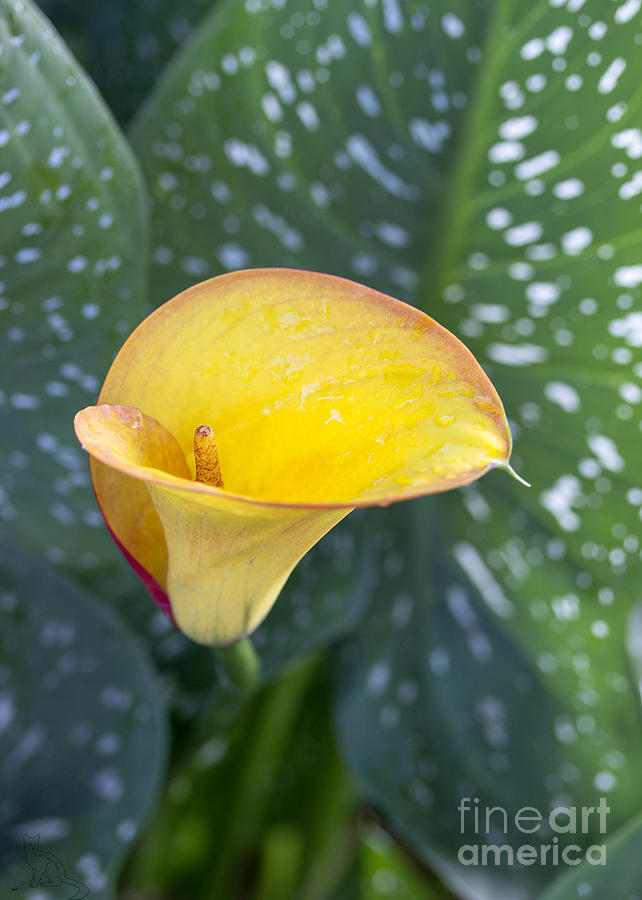 Yellow Lily Photograph by Kat Saarloos - Fine Art America