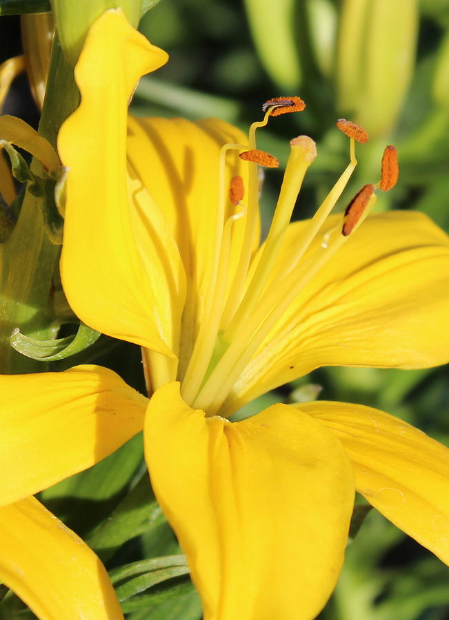 Yellow Lily Photograph by Kume Bryant