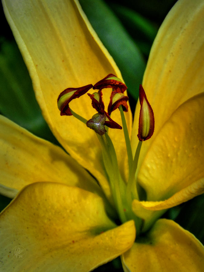 Yellow Lily Macro 001 Photograph by Lance Vaughn