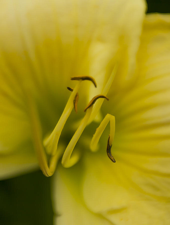 Yellow Lily Photograph by Maj Seda