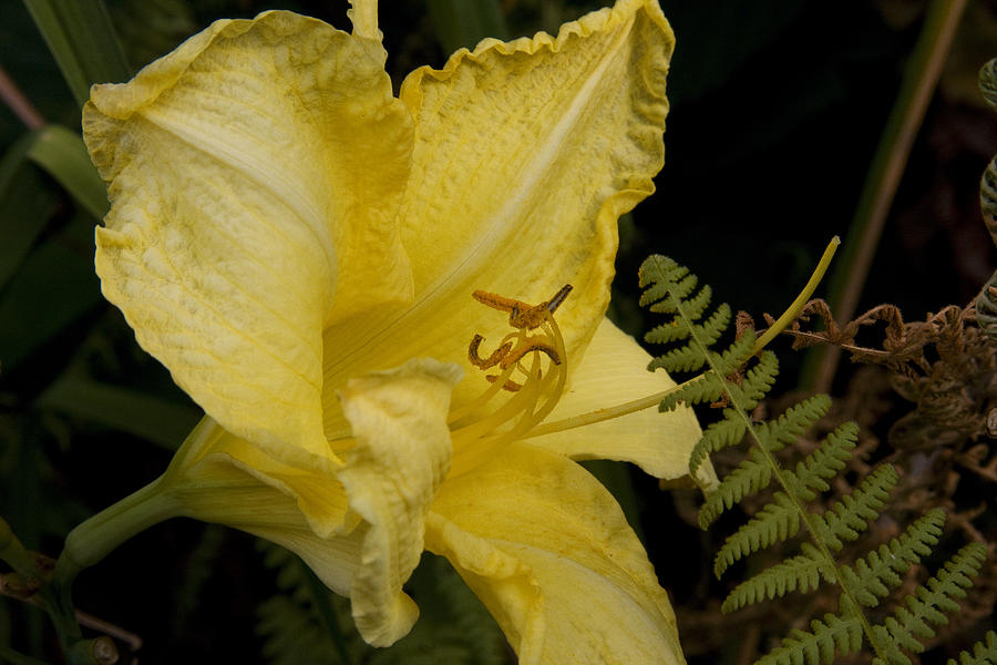 Yellow Lily Photograph by Michael Friedman