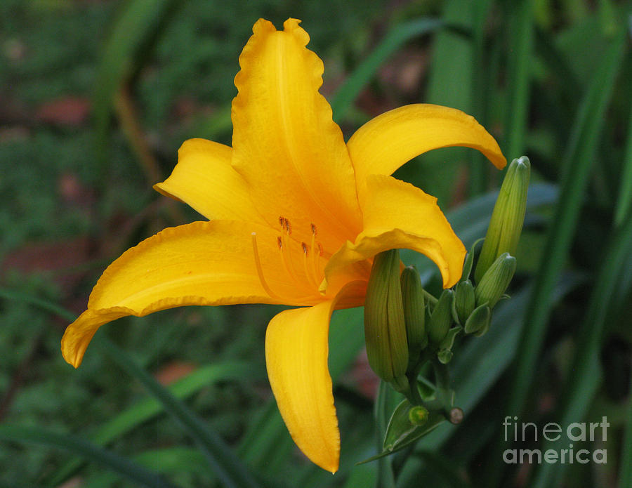 Yellow lily Photograph by Mini Arora