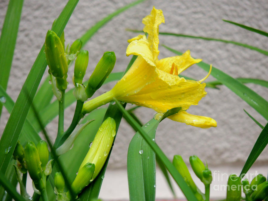 Lily Photograph - Yellow Lily by Pamela Rivera