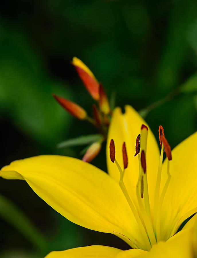 Yellow Lily Photograph by Robert Mitchell