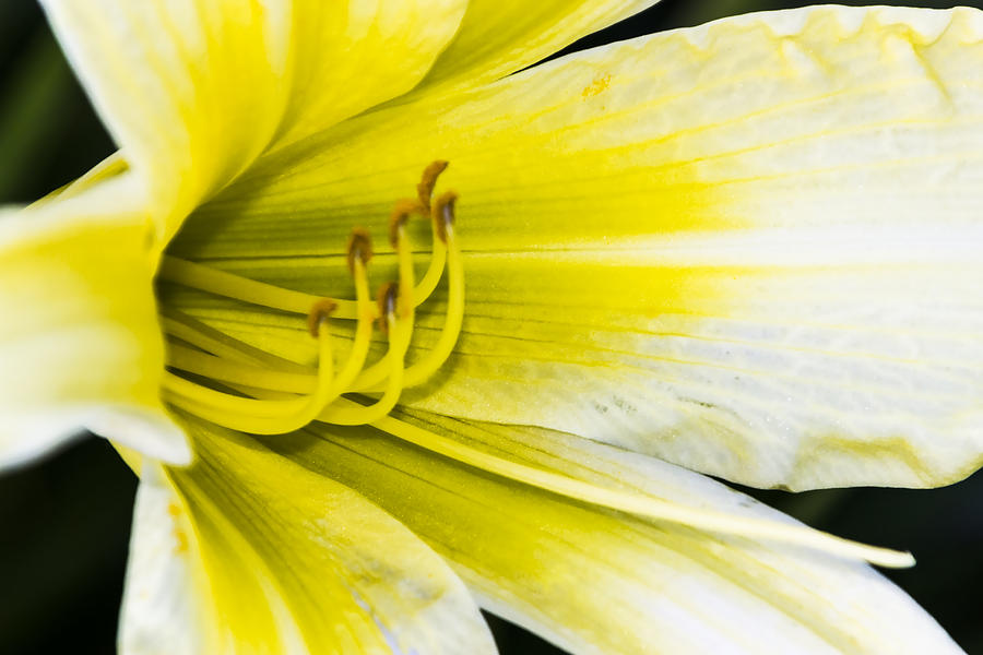 Yellow Lily Digital Art by Photographic Art by Russel Ray Photos