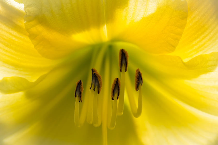 Yellow Lily Photograph by Steve Stephenson