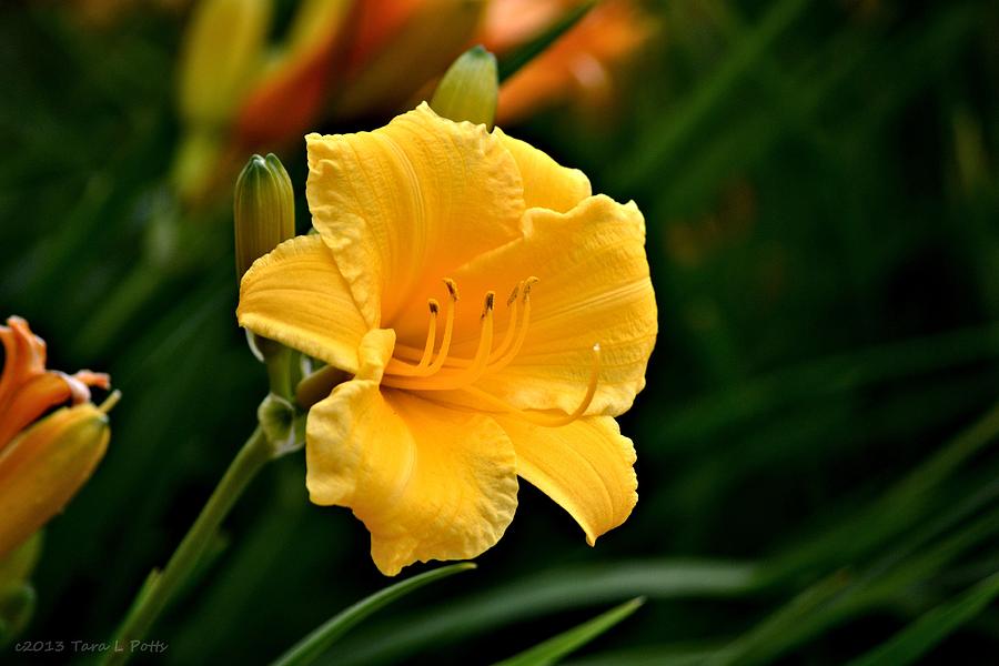 Yellow Lily Photograph by Tara Potts