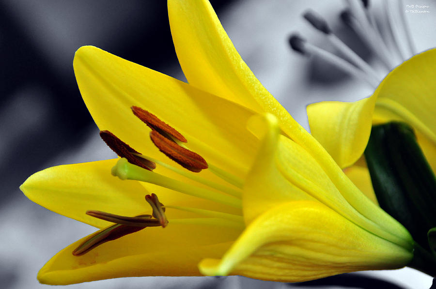 Yellow Lily Photograph by Teresa Blanton