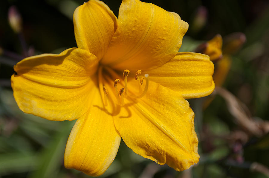 Yellow Lily Photograph by Tikvahs Hope