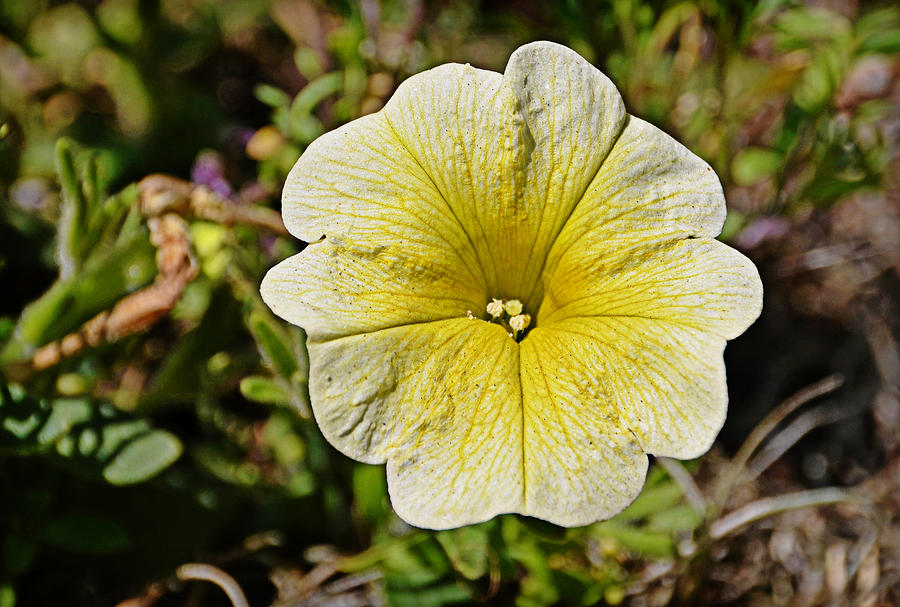 Yellow Photograph by Linda Brown
