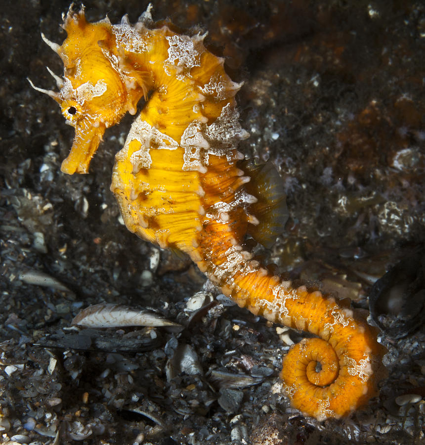 orange seahorses