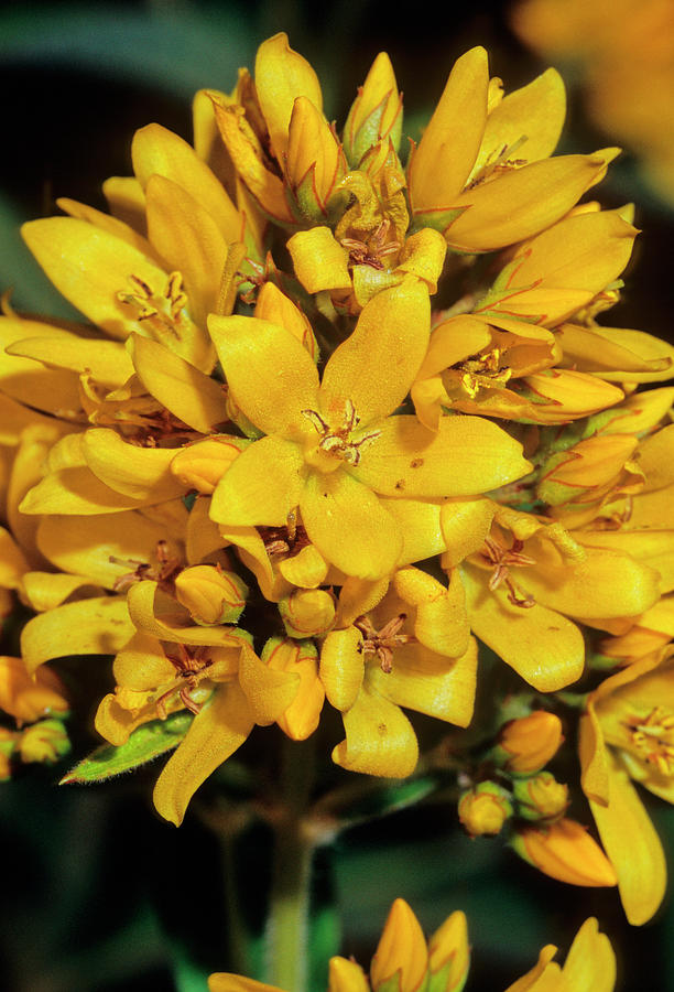 Yellow Loosestrife (lysimachia Vulgaris) Photograph by Bruno Petriglia/science Photo Library