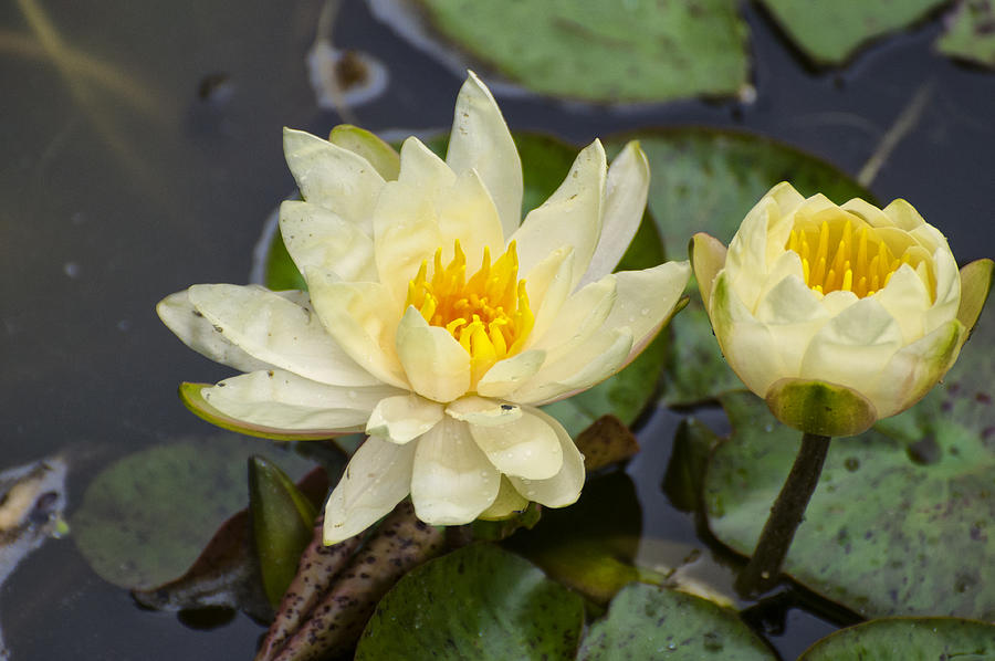Yellow Lotus Photograph by Flees Photos