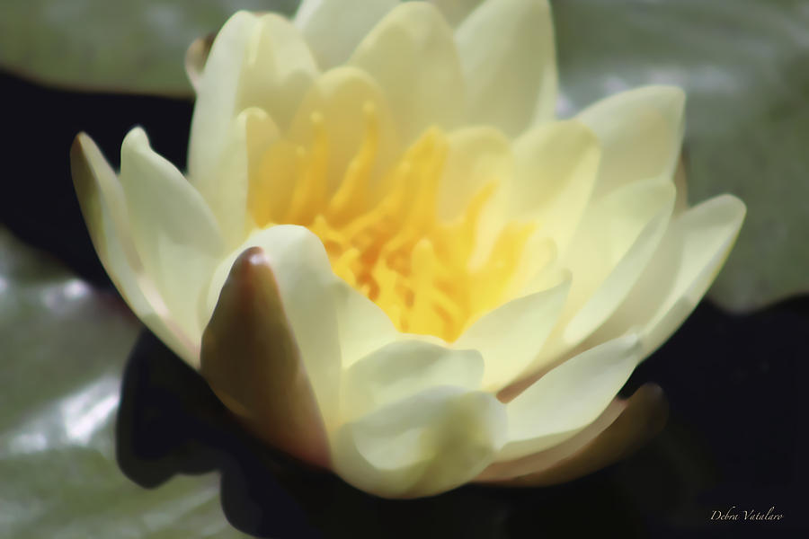 Yellow Lotus Photograph by Debra     Vatalaro