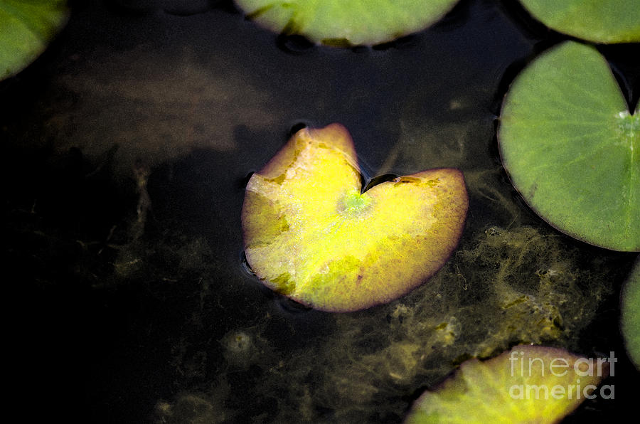 Yellow lotus leaf in pond Photograph by Perry Van Munster