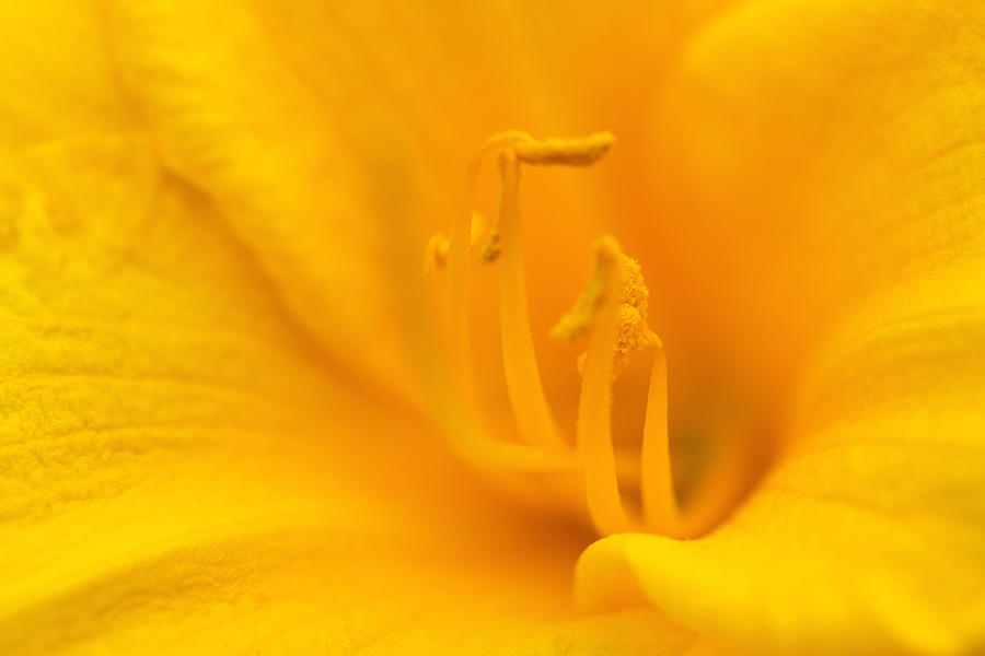 Yellow Macro Flower Photo  Photograph by Susan Stone