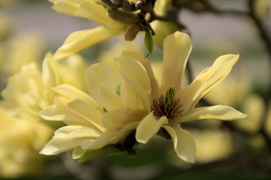 Yellow Magnolia 2 Photograph by Douglas Pike