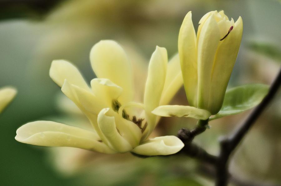 Yellow Magnolia 3 Photograph by Douglas Pike