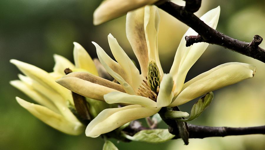 Yellow Magnolia 4 Photograph by Douglas Pike