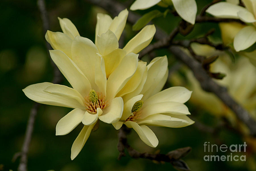 Yellow Magnolia Photograph by Living Color Photography Lorraine Lynch